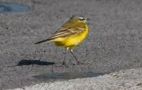 Du « volume AVIA » à Pâques, il n’y a qu’un oiseau…