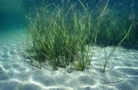 Zostera marina