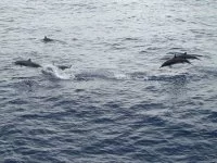 Rencontres en haute mer