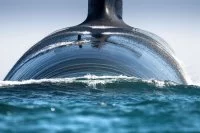 Moby sub