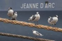 La Jeanne d'Arc à Callao