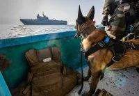 Jirone, un berger malinois de 8 ans