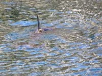 Le dauphin