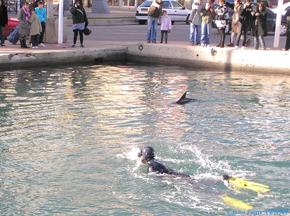 Le dauphin