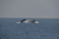 Le sous-marin fait surface