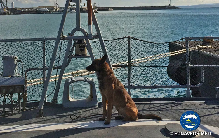 Le chien à bord du Commandant Ducuing